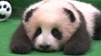 panda baby